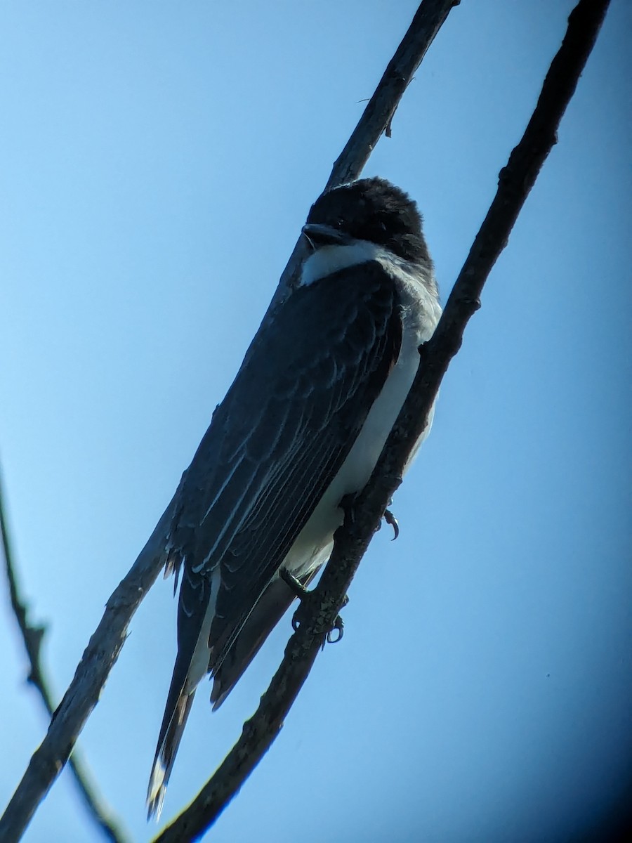 Eastern Kingbird - Raymond Belhumeur