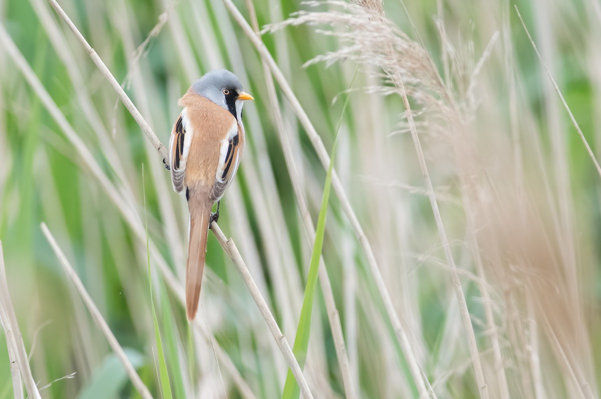 Bearded Reedling - Daniel Field