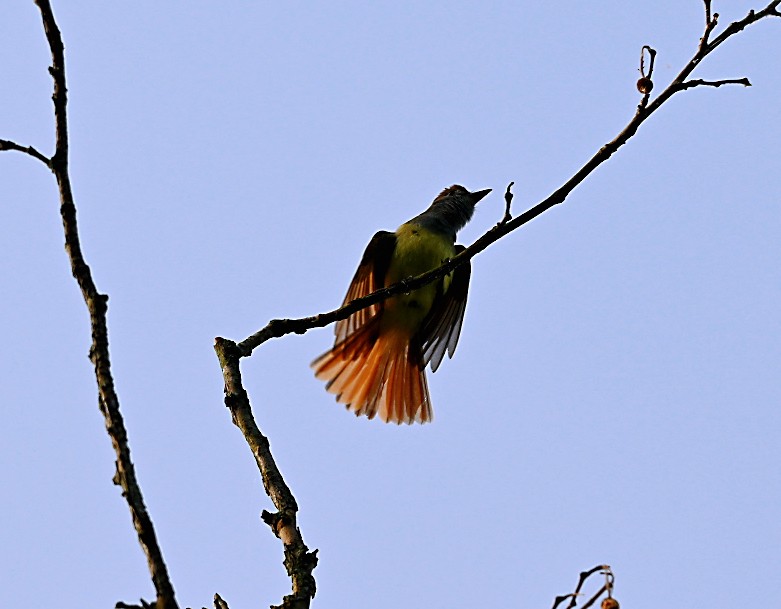 Great Crested Flycatcher - Frank Wang