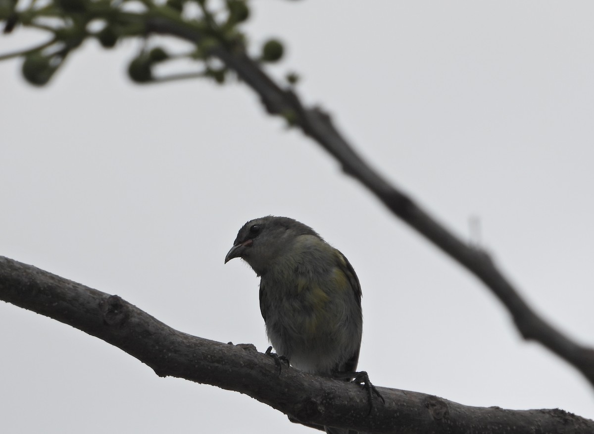 Zuckervogel (bahamensis) - ML619564868