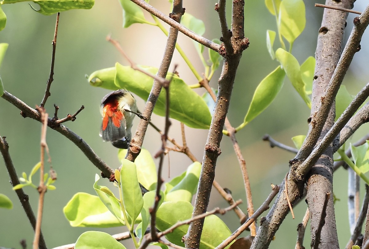 Scarlet-backed Flowerpecker - 芳色 林