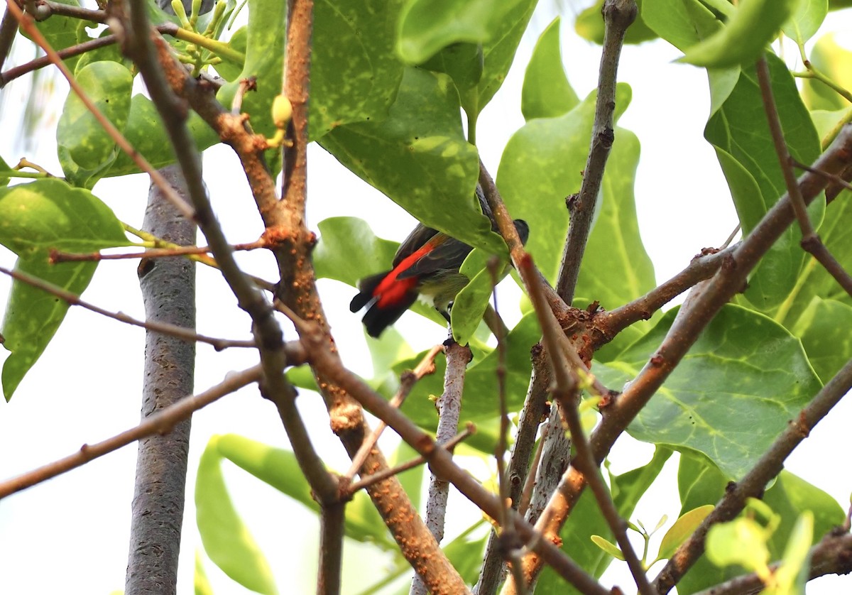 Scarlet-backed Flowerpecker - 芳色 林