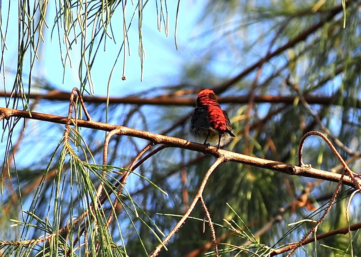 Scarlet-backed Flowerpecker - 芳色 林