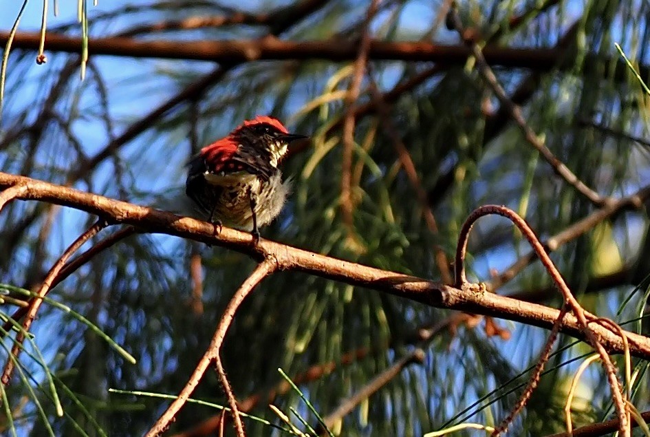 Scarlet-backed Flowerpecker - 芳色 林