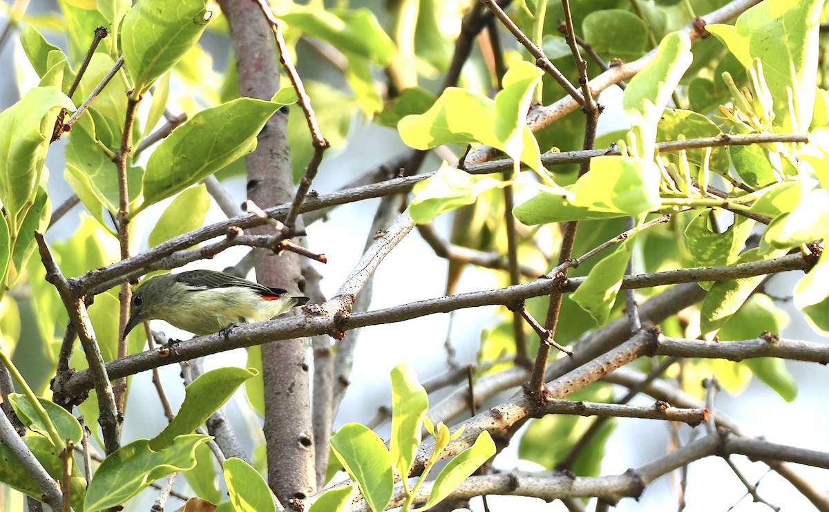 Scarlet-backed Flowerpecker - 芳色 林