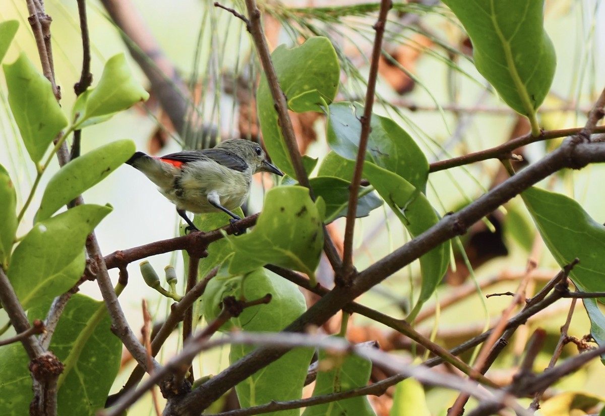 Scarlet-backed Flowerpecker - 芳色 林