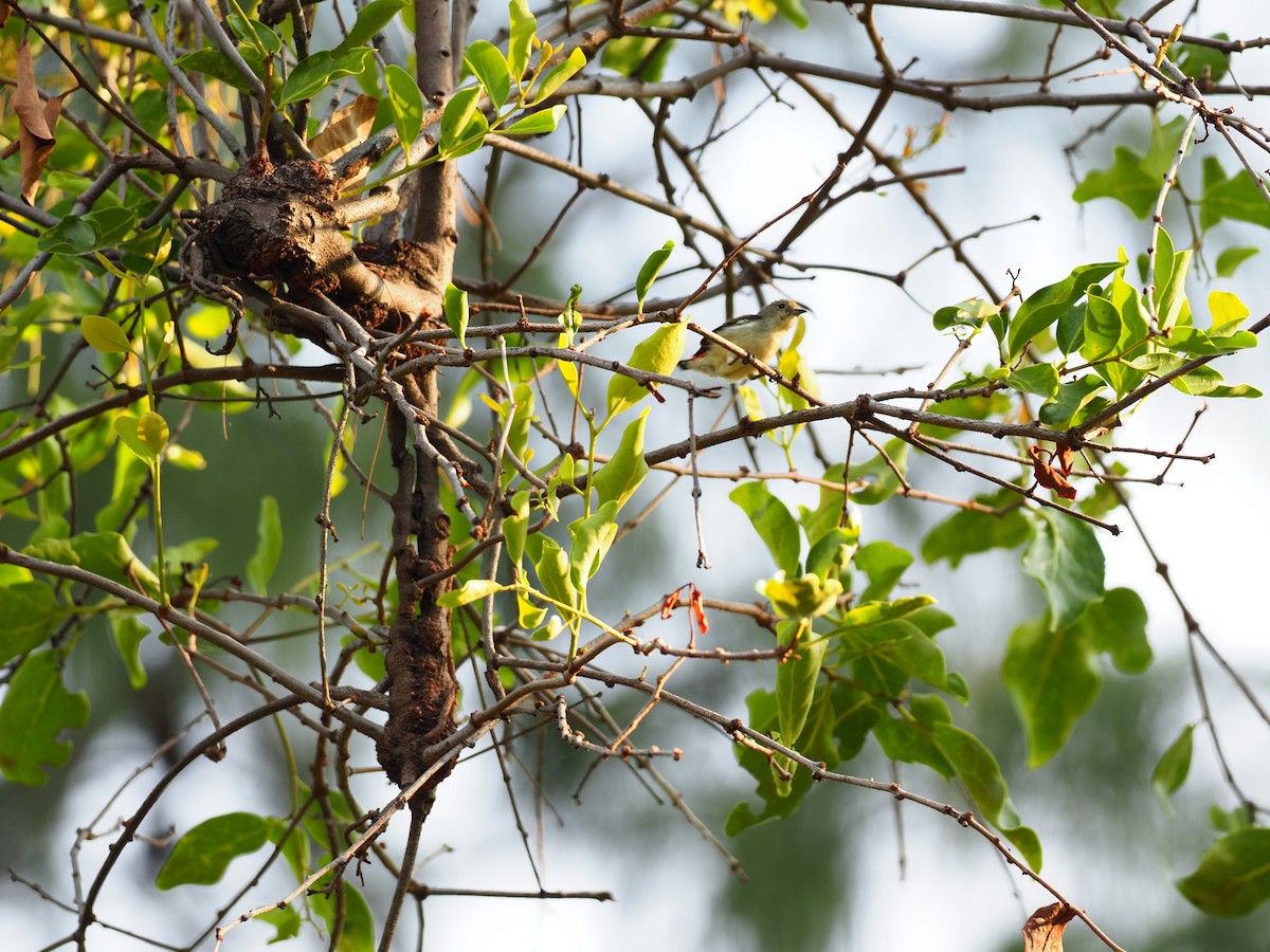 Scarlet-backed Flowerpecker - 芳色 林