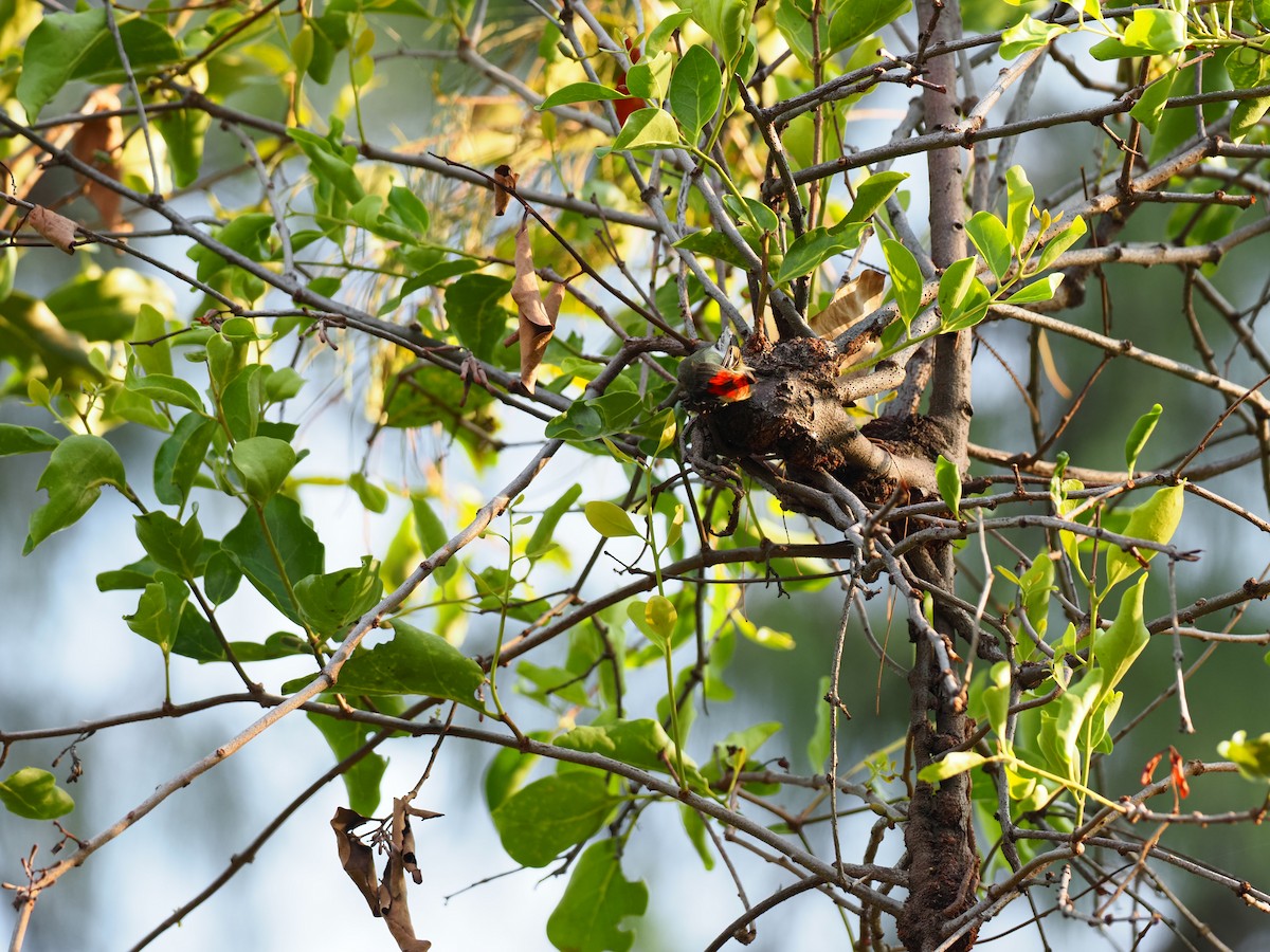 Scarlet-backed Flowerpecker - 芳色 林