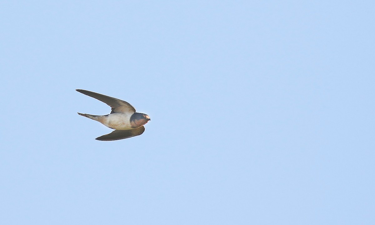 Barn Swallow - Adrián Braidotti