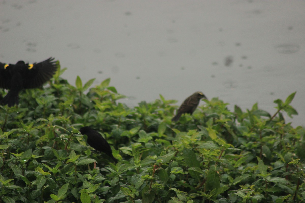 Yellow-winged Blackbird - Rafael Romagna