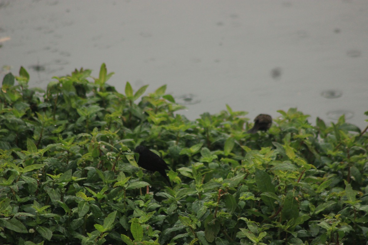 Yellow-winged Blackbird - Rafael Romagna