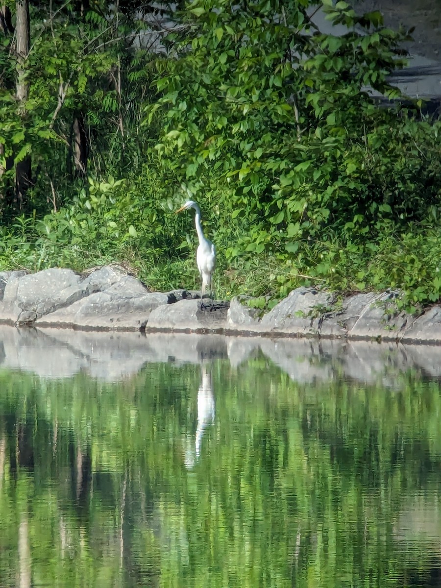 Great Egret - Raymond Belhumeur