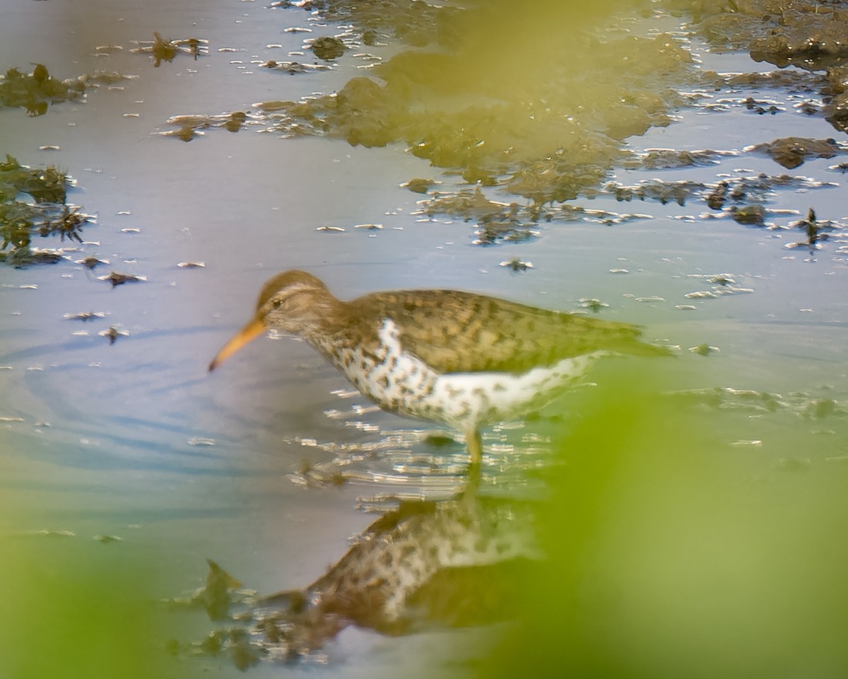 Spotted Sandpiper - Carey Sherrill