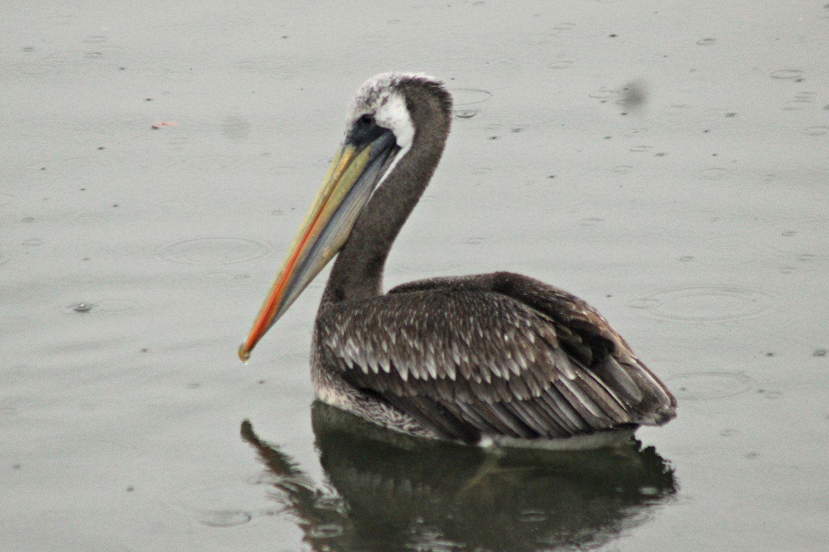 Peruvian Pelican - Rafael Romagna