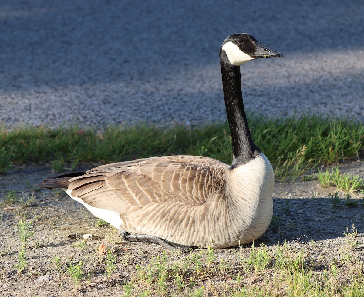 Canada Goose - עוזי שמאי