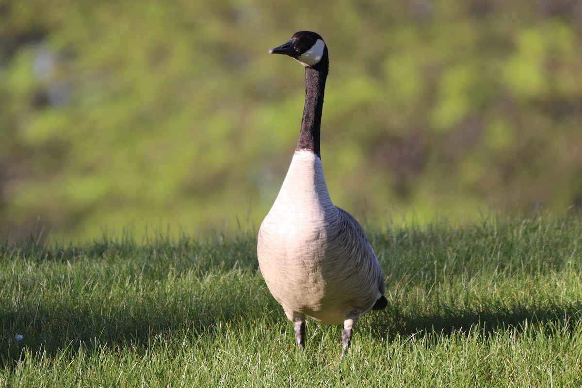 Canada Goose - עוזי שמאי