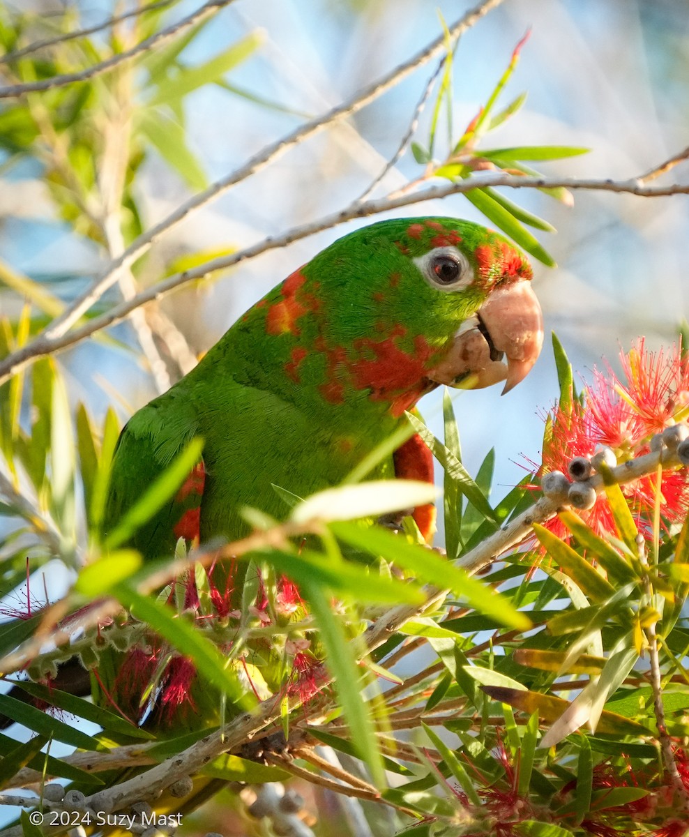 Mitred Parakeet - Suzy Lee