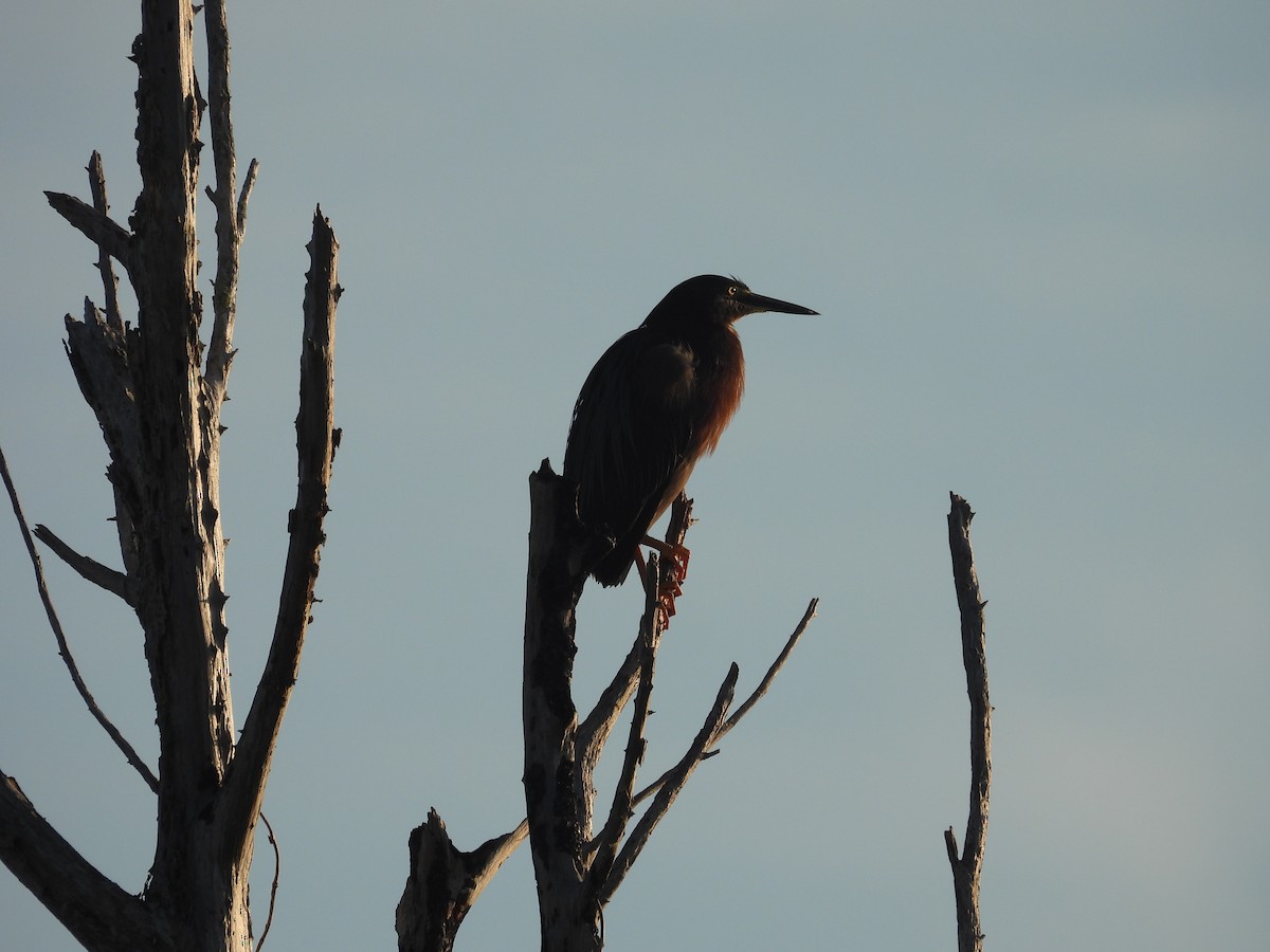 Green Heron - John  Paalvast