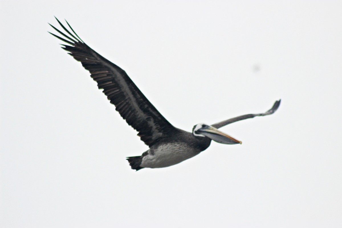 Peruvian Pelican - Rafael Romagna