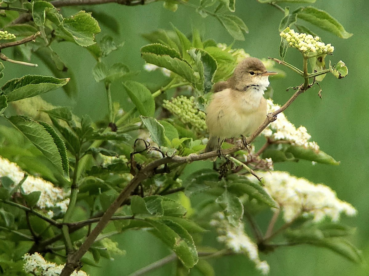 Common Reed Warbler (Common) - Tom Lowe