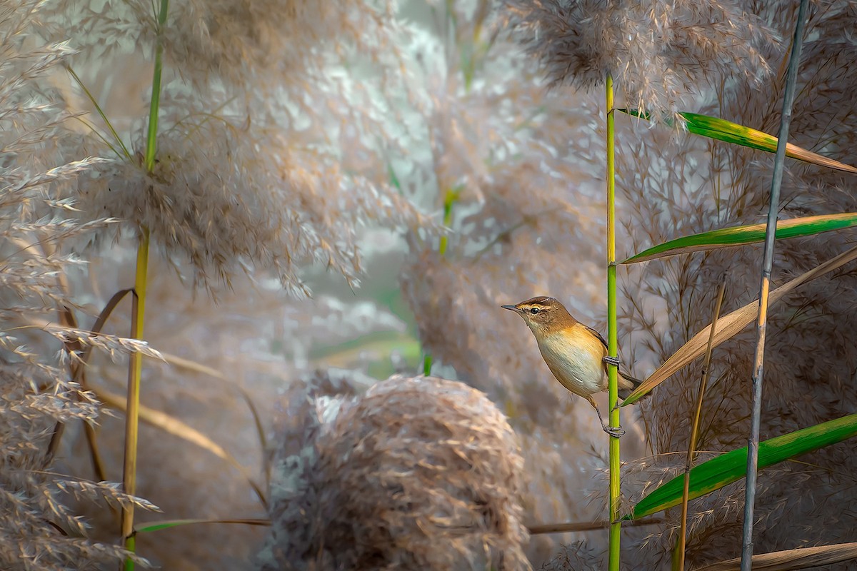 Paddyfield Warbler - Rahul Chakraborty