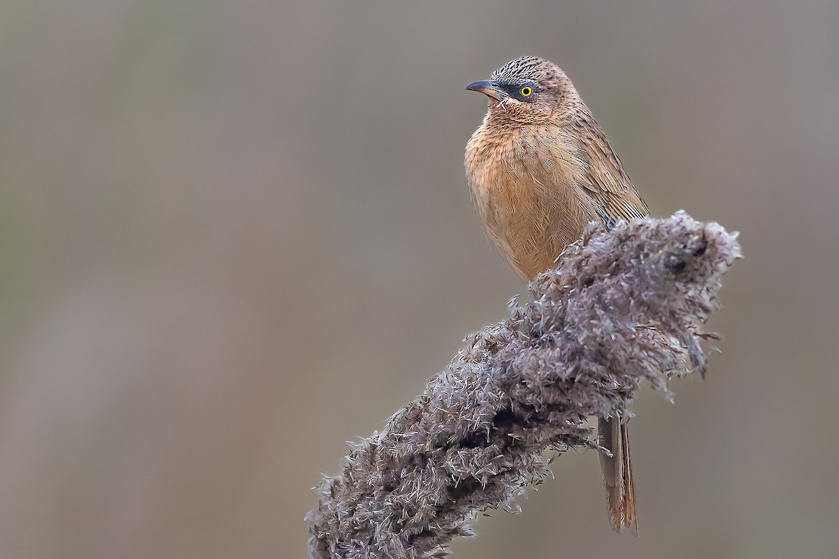 Striated Babbler - ML619564919