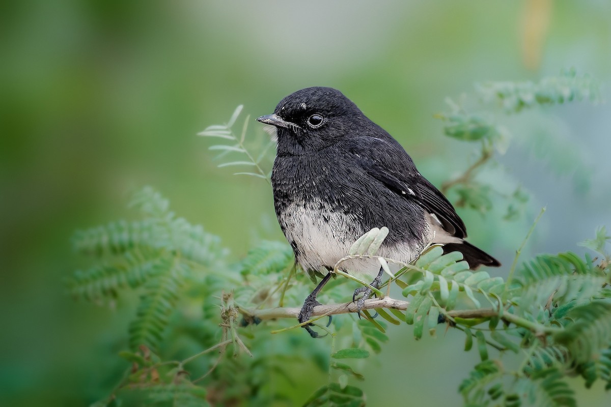 Pied Bushchat - ML619564921