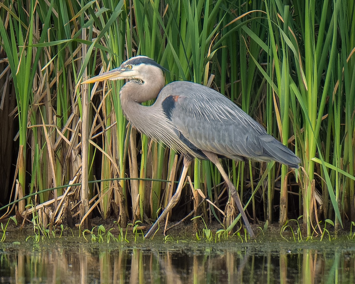 Great Blue Heron - Carey Sherrill