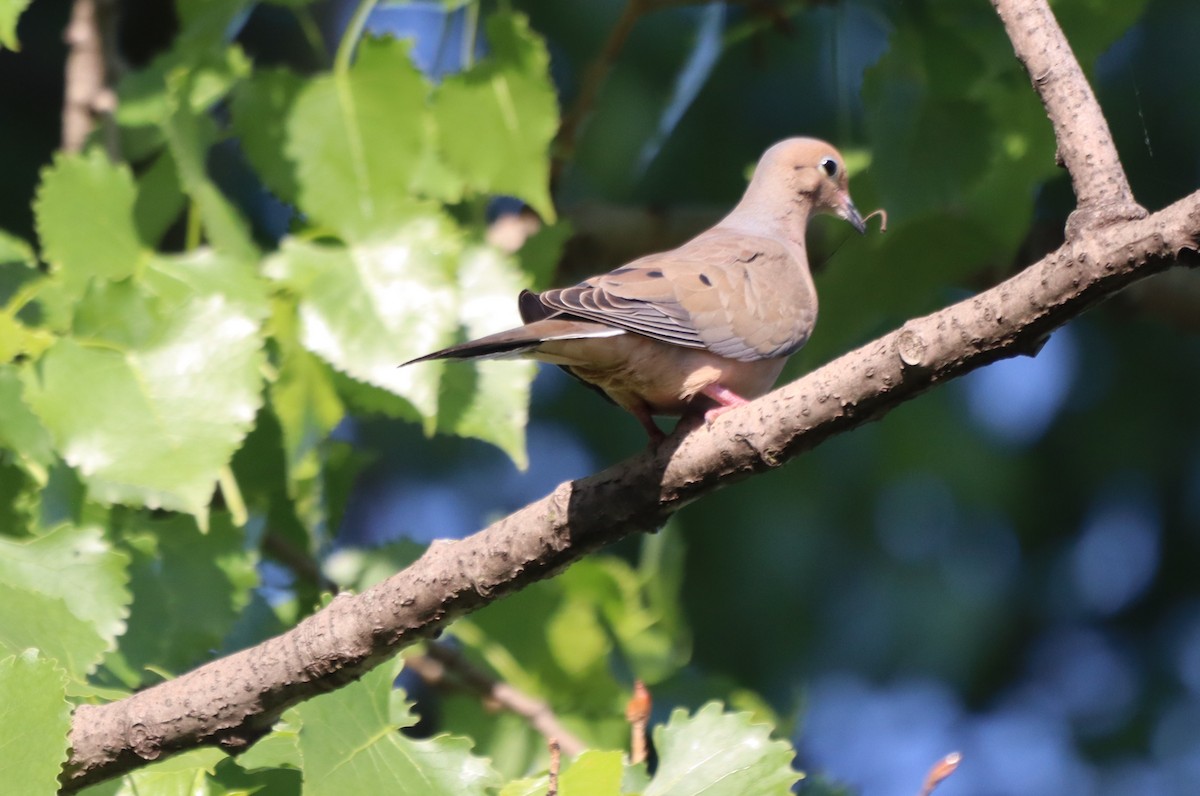 Mourning Dove - עוזי שמאי
