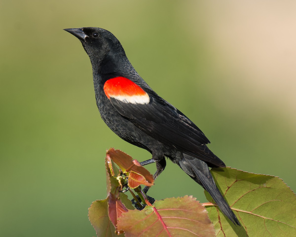 Red-winged Blackbird - Carey Sherrill