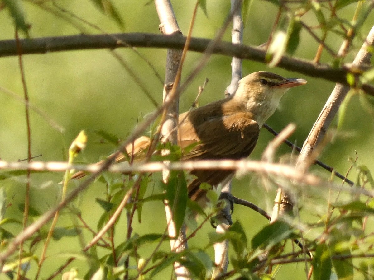 Oriental Reed Warbler - Okada Yusui