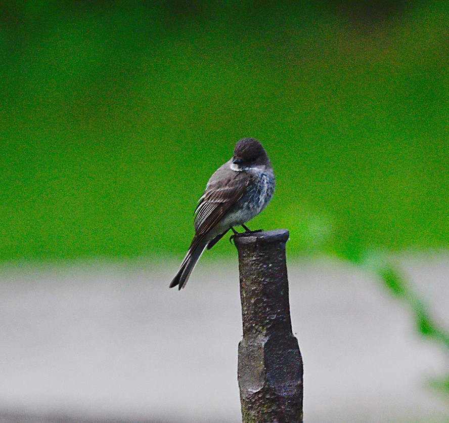 Eastern Phoebe - Frank Wang