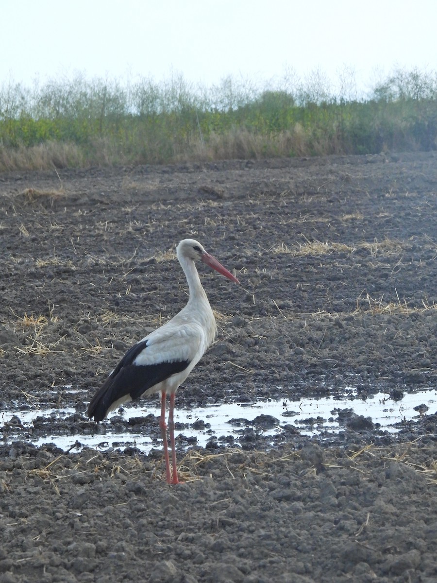 White Stork - Aydıncan Yılmaz