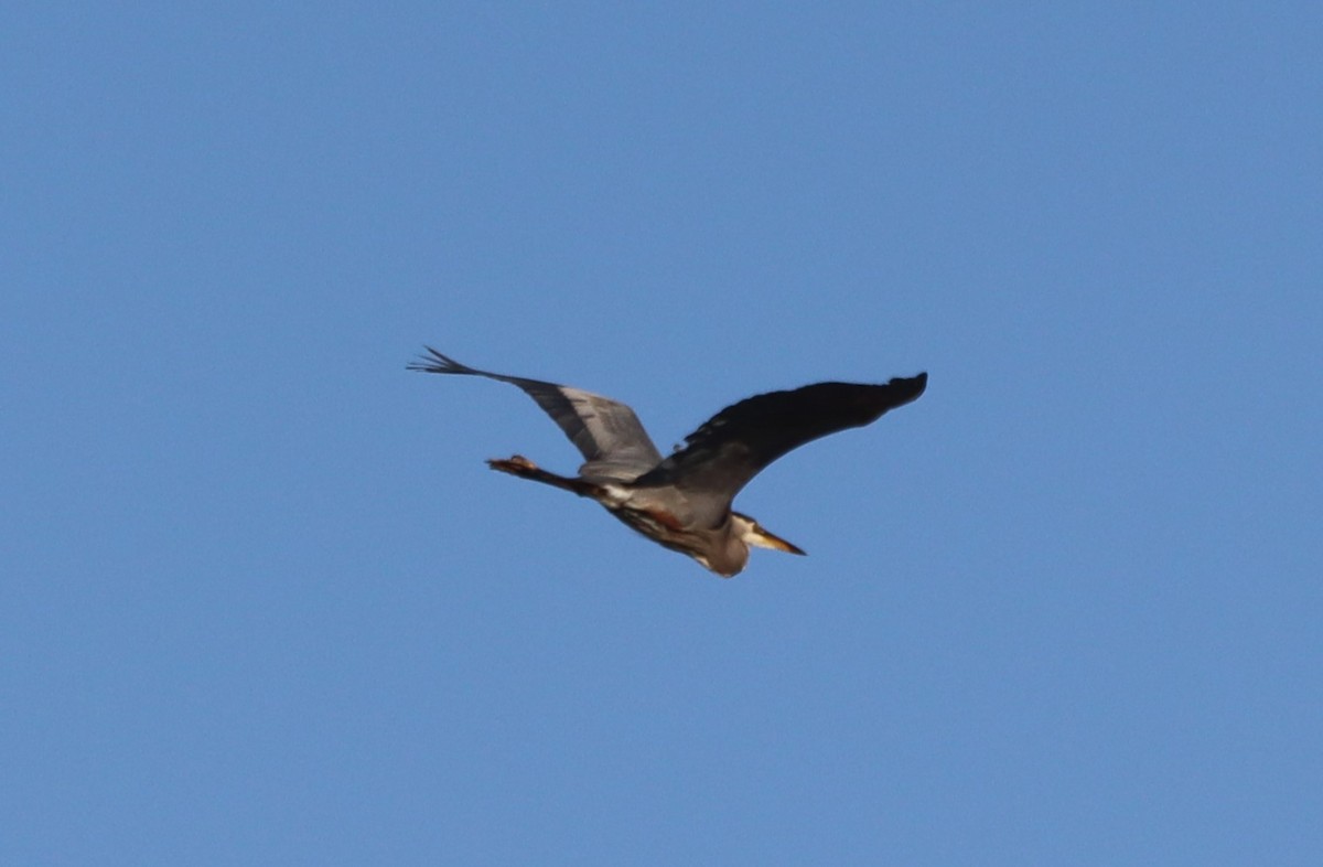 Great Blue Heron - עוזי שמאי