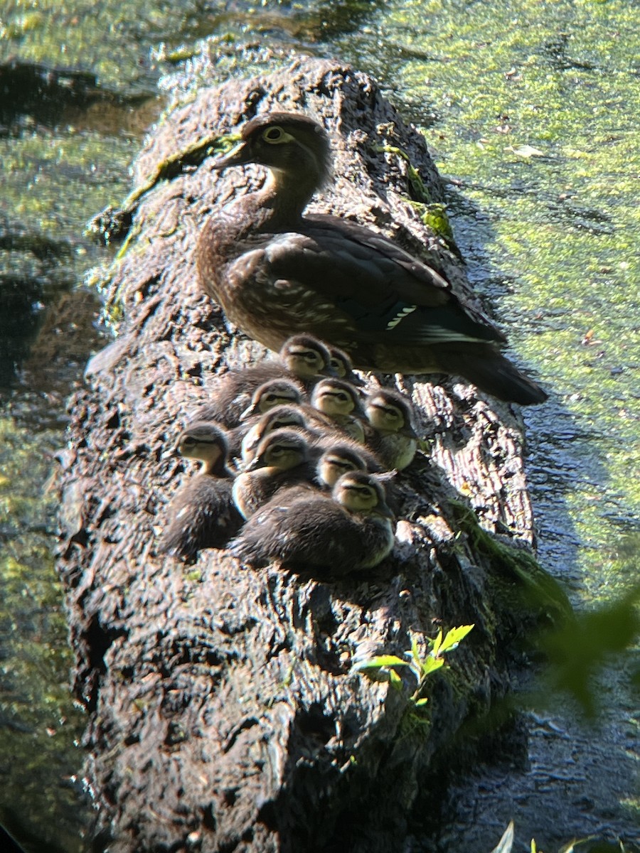 Wood Duck - Mot Hayes