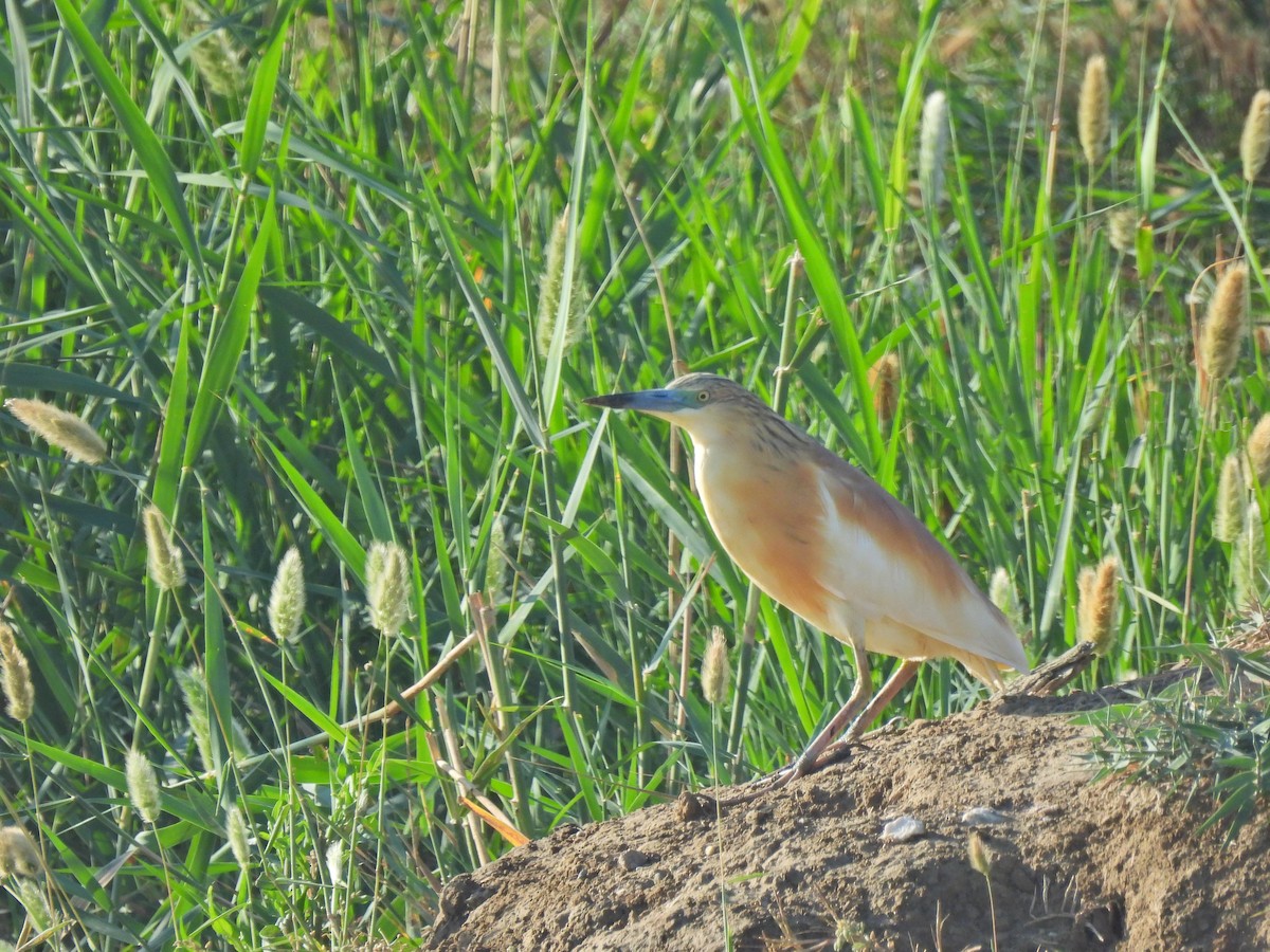 Little Egret - Aydıncan Yılmaz