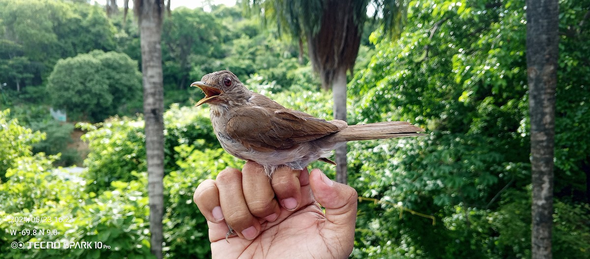 Pale-breasted Thrush - Luis Mieres Bastidas