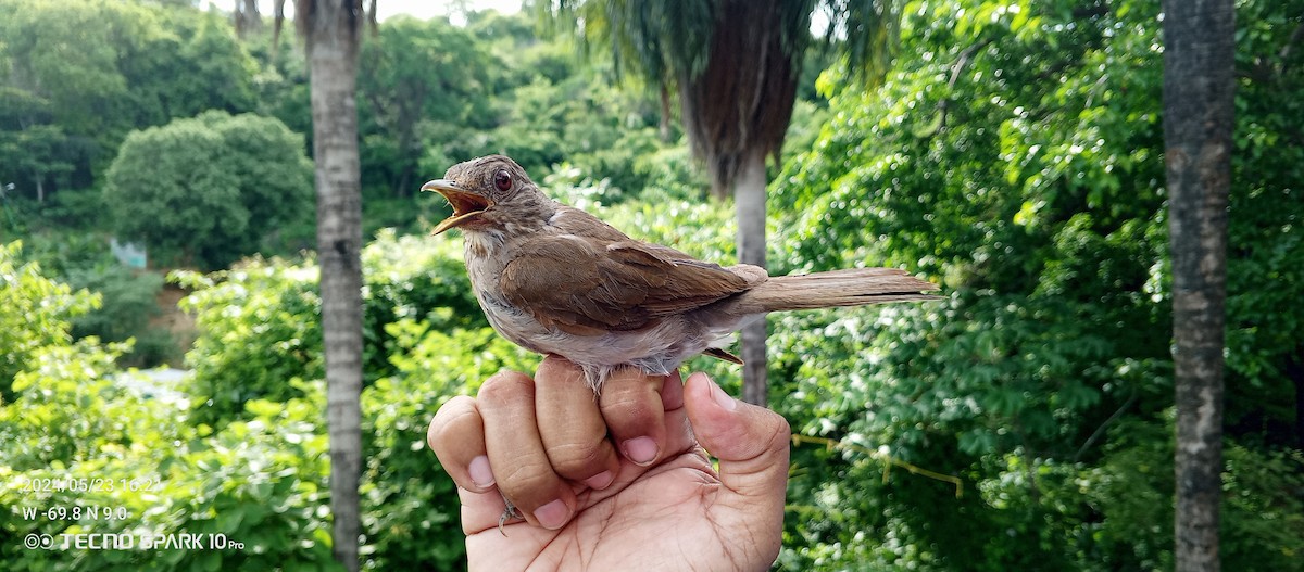 Pale-breasted Thrush - ML619564954