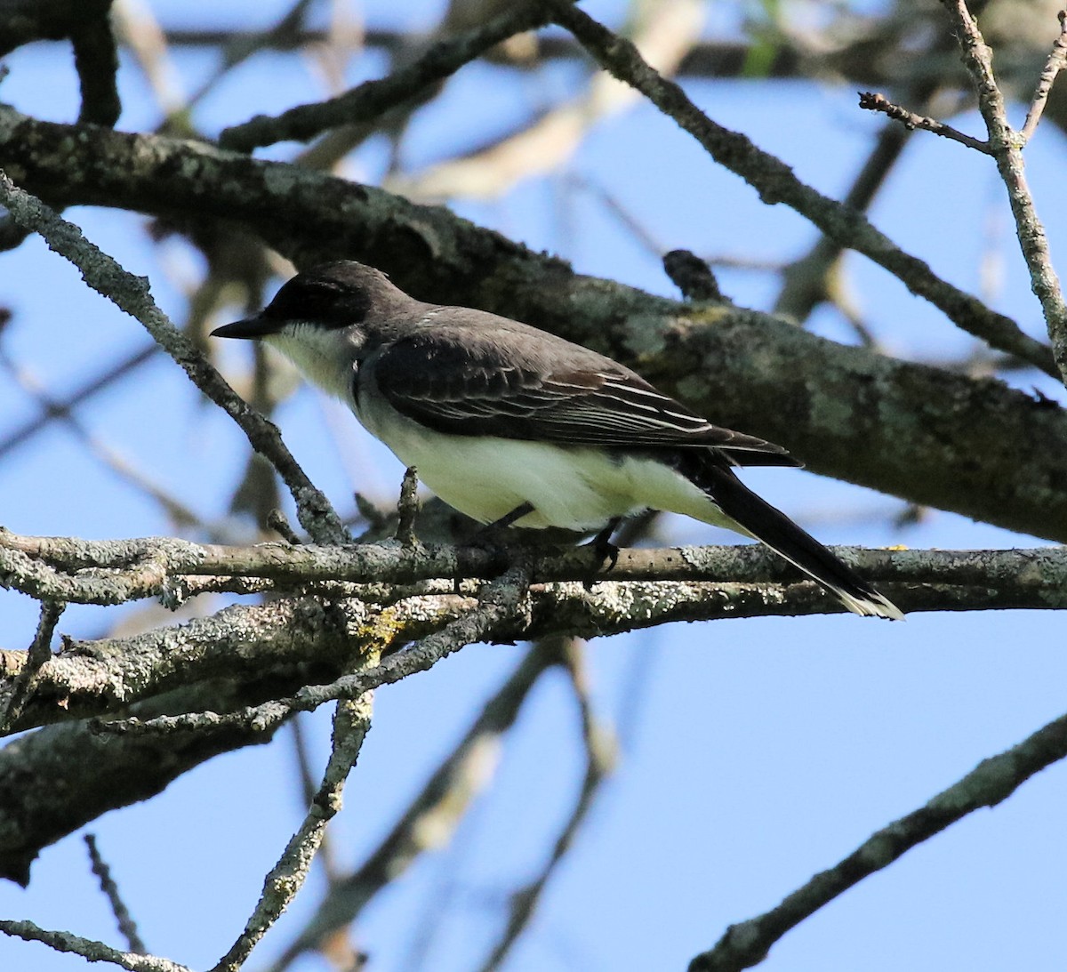 Eastern Kingbird - Kernan Bell