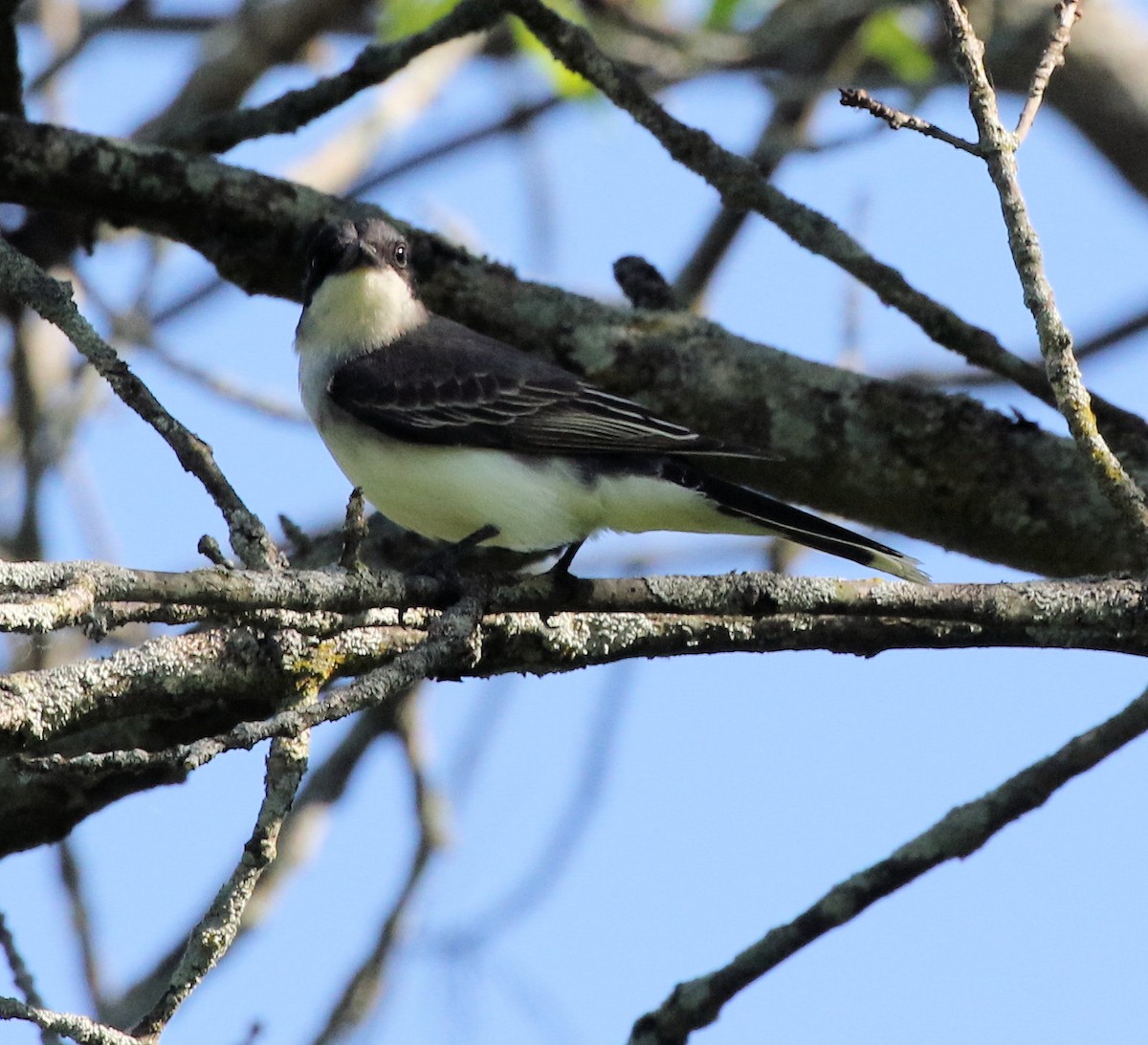 Eastern Kingbird - Kernan Bell