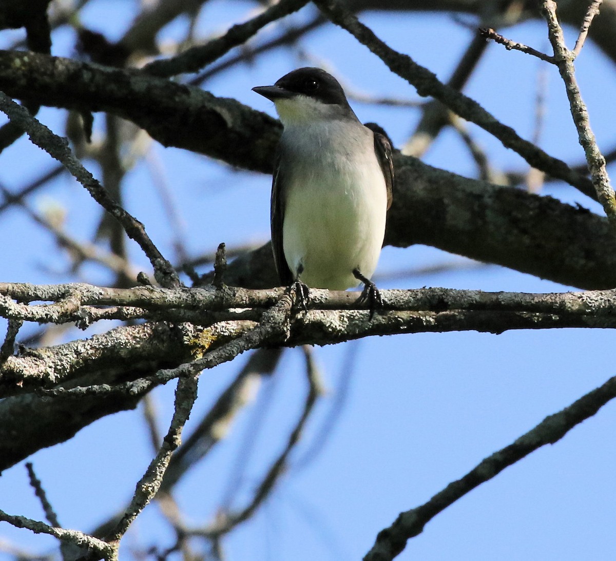 Eastern Kingbird - Kernan Bell