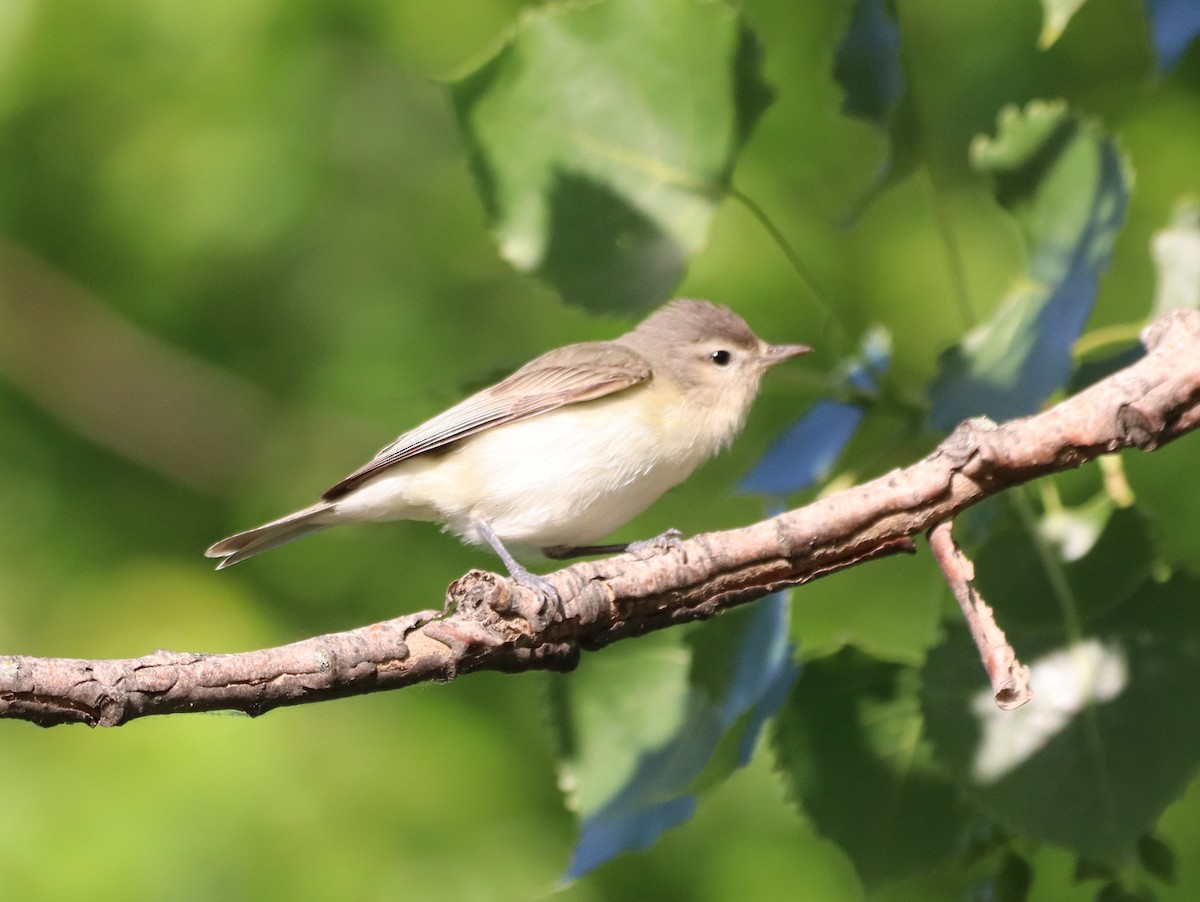 Warbling Vireo - עוזי שמאי