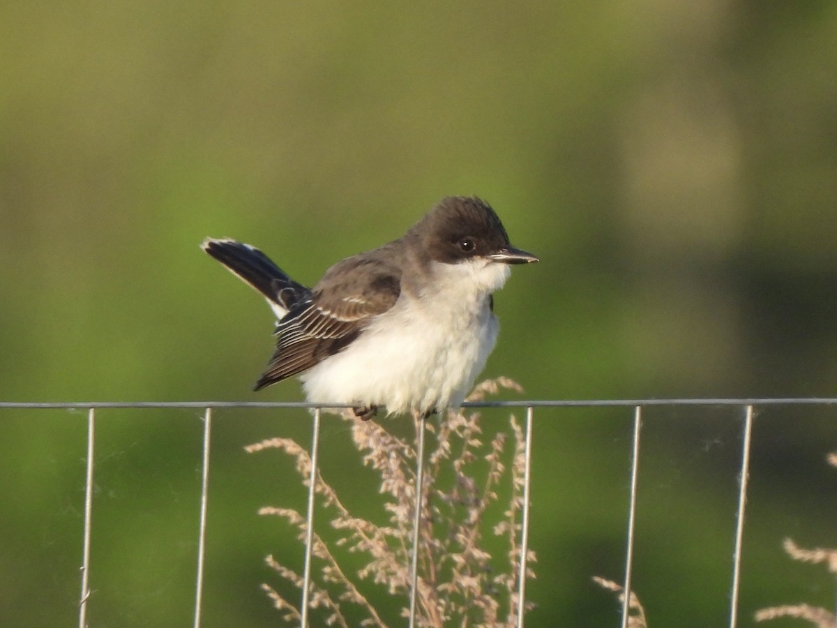 Eastern Kingbird - Nancy VanCott