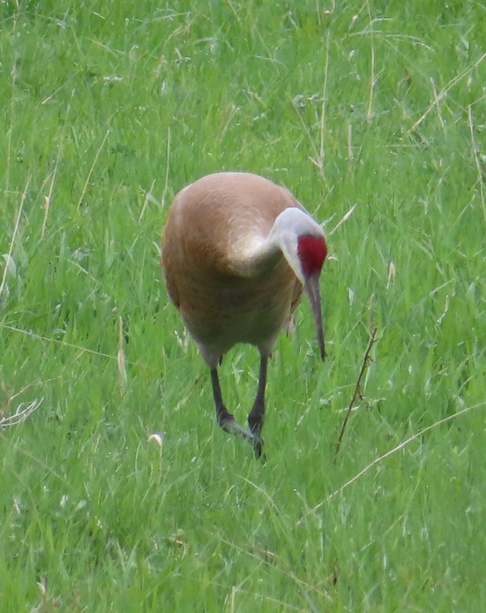 Sandhill Crane - Sylvie Gagnon