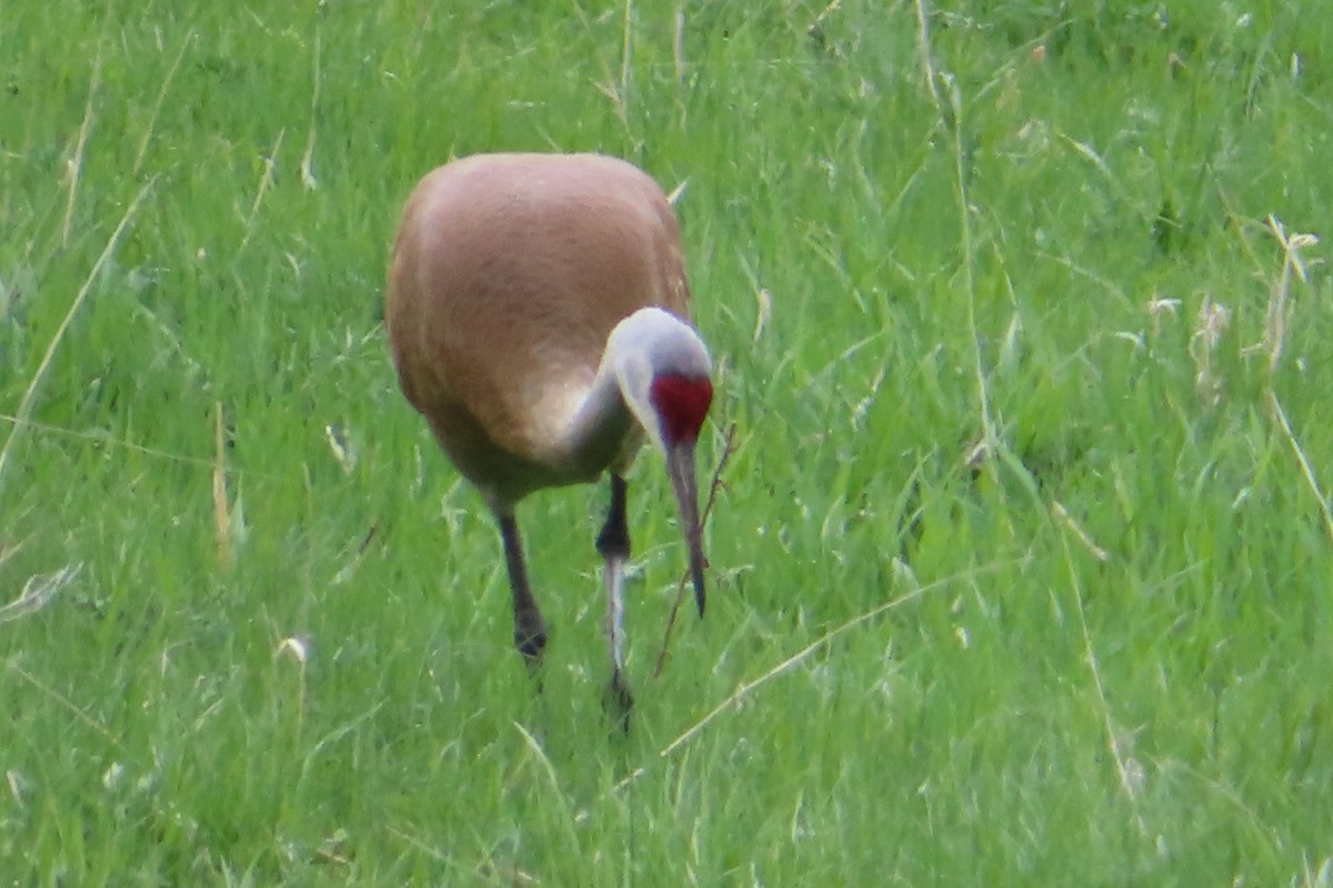 Sandhill Crane - Sylvie Gagnon