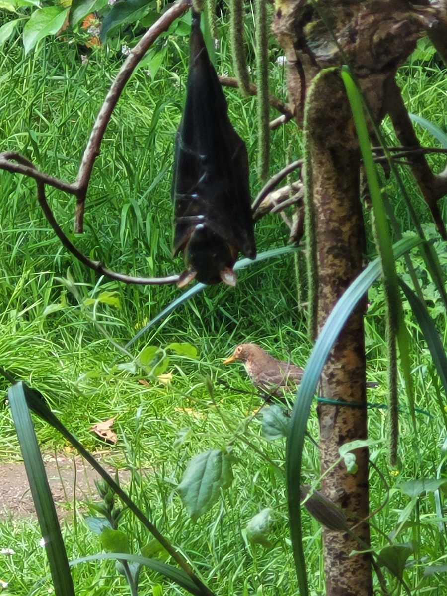 Eurasian Blackbird - Neve Hughes