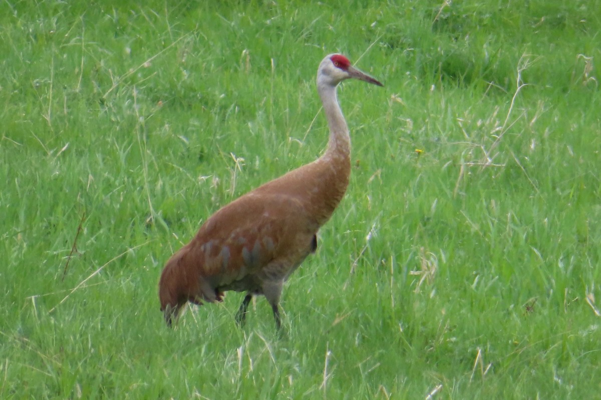 Sandhill Crane - Sylvie Gagnon