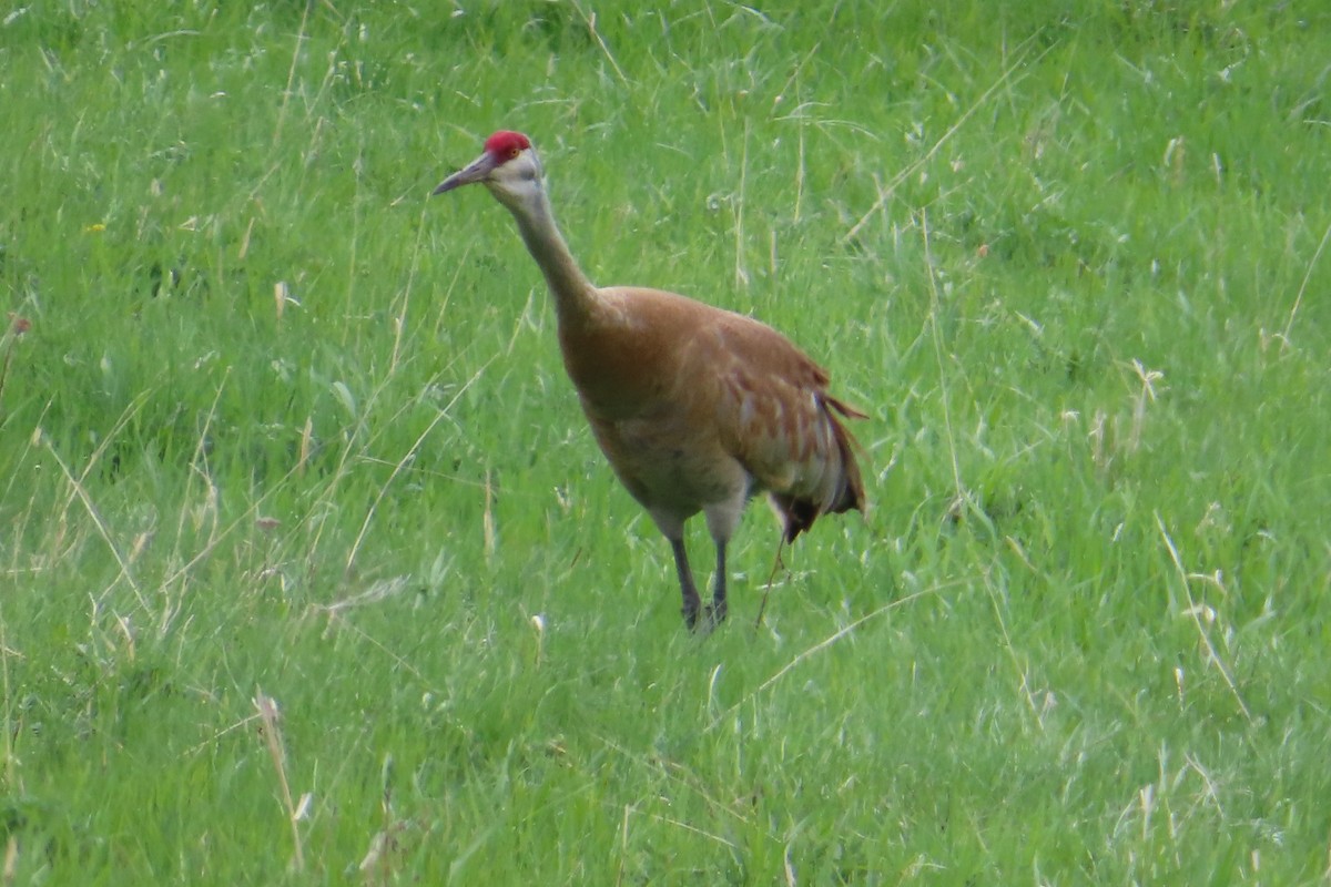 Sandhill Crane - Sylvie Gagnon