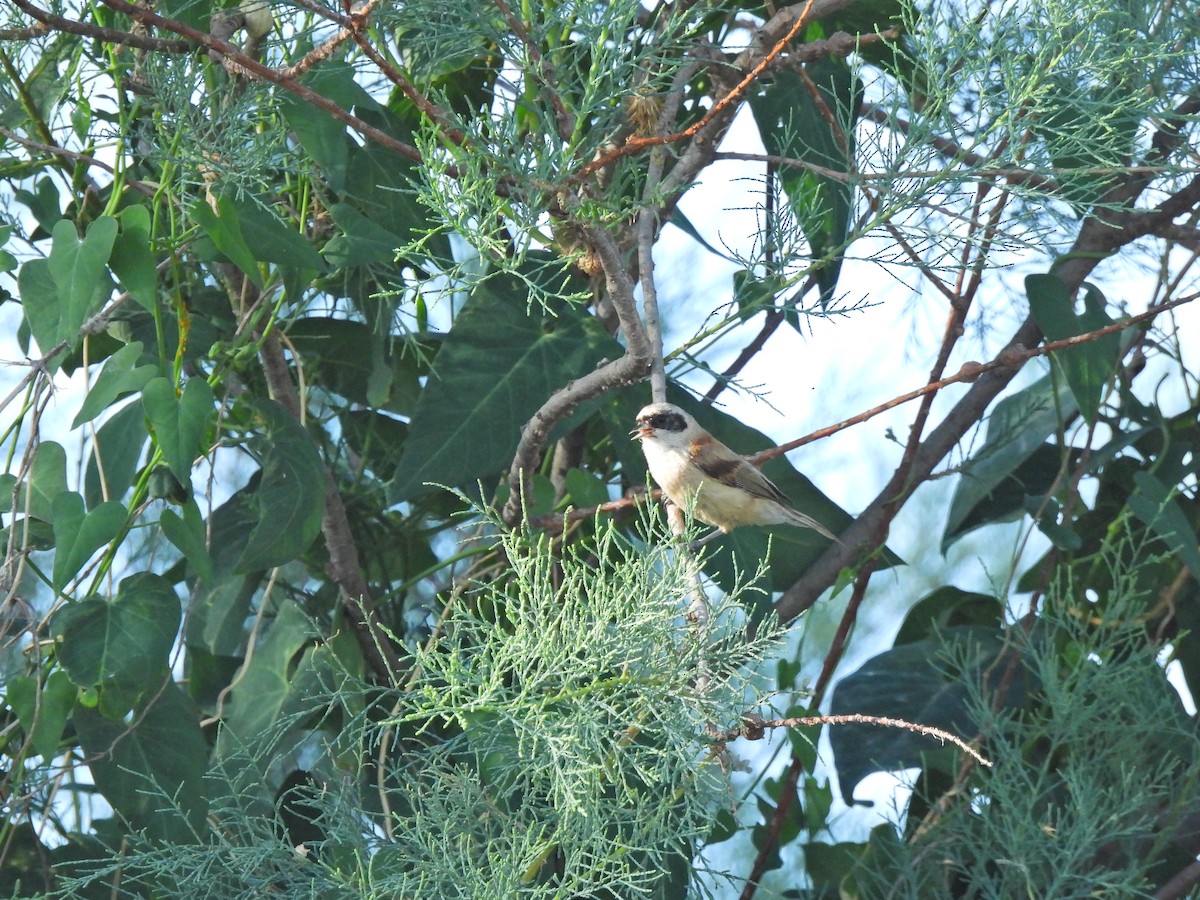 Eurasian Penduline-Tit - ML619564975