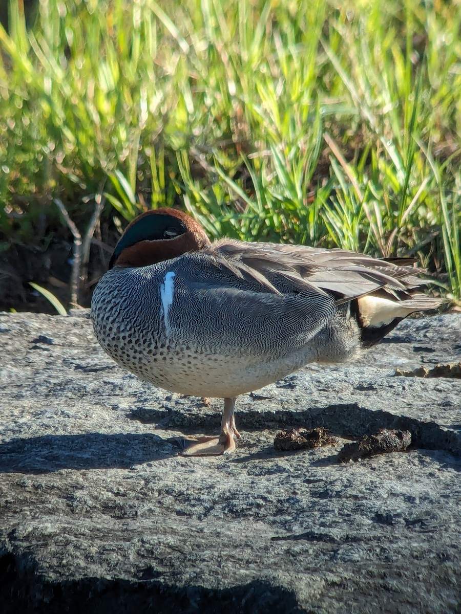 Green-winged Teal - Raymond Belhumeur